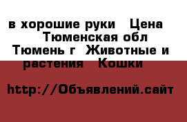 в хорошие руки › Цена ­ 0 - Тюменская обл., Тюмень г. Животные и растения » Кошки   